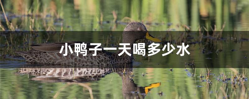 小鸭子一天喝多少水