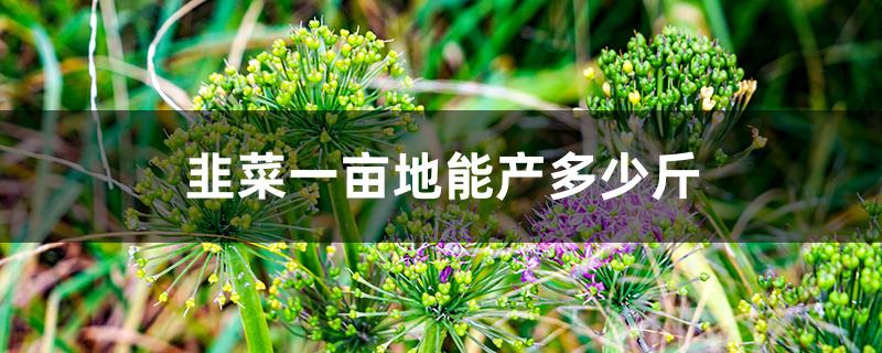 韭菜一亩地能产多少斤