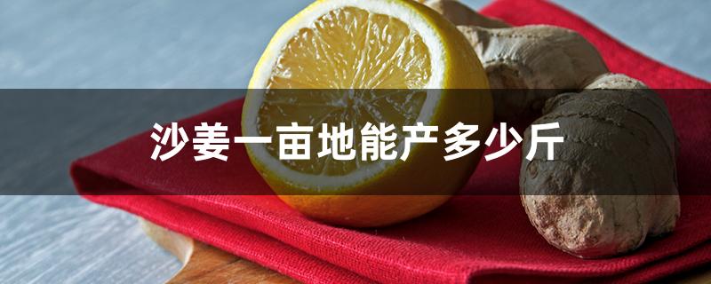沙姜一亩地能产多少斤