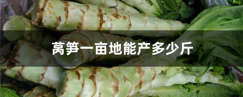 莴笋一亩地能产多少斤