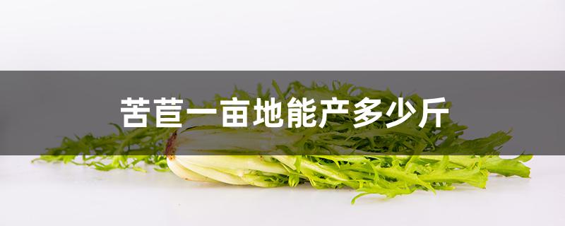 苦苣一亩地能产多少斤