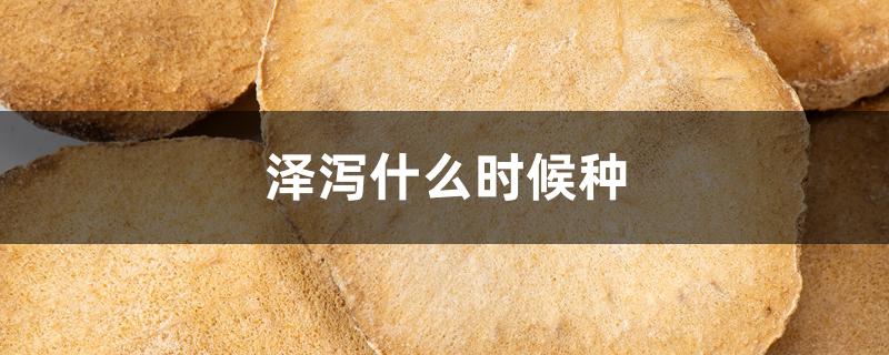 泽泻什么时候种