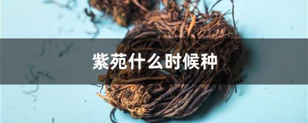 紫苑什么时候种