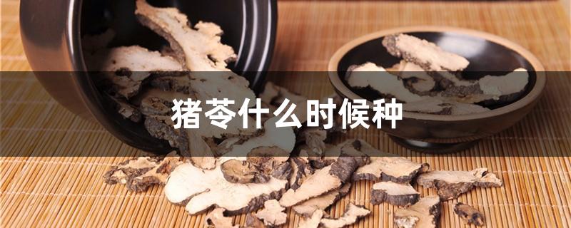 猪苓什么时候种