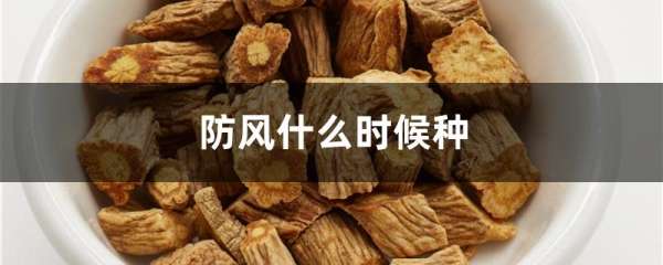 防风什么时候种