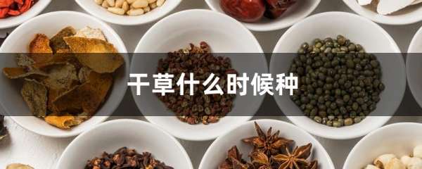 干草什么时候种