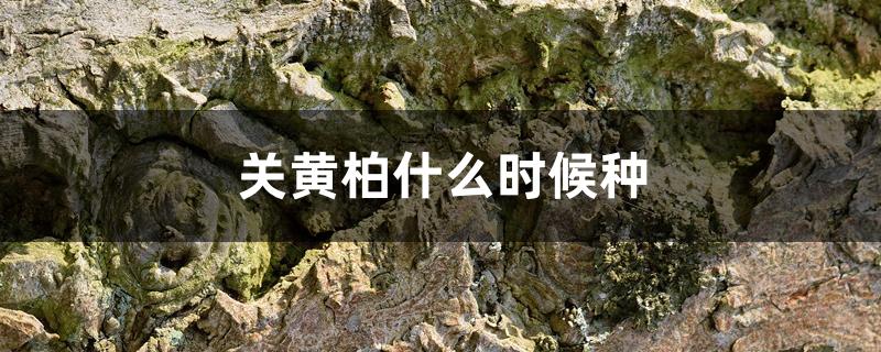 关黄柏什么时候种