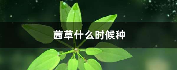 茜草什么时候种