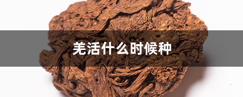 羌活什么时候种
