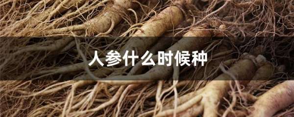 人参什么时候种