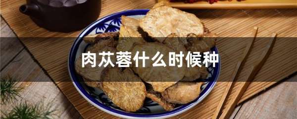 肉苁蓉什么时候种