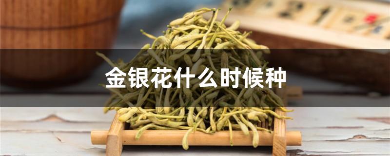 金银花什么时候种