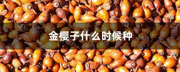 金樱子什么时候种