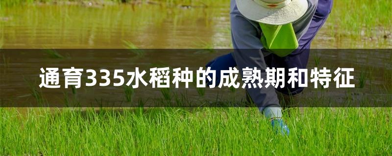 通育335水稻种的成熟期和特征