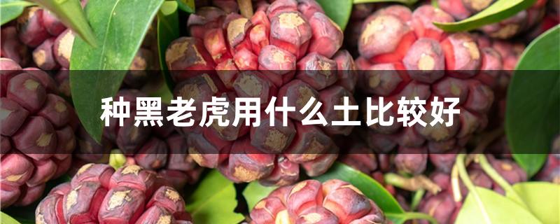 种黑老虎用什么土比较好