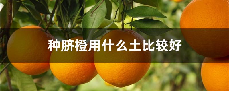 脐橙要什么土质种最好(脐橙好种植吗)