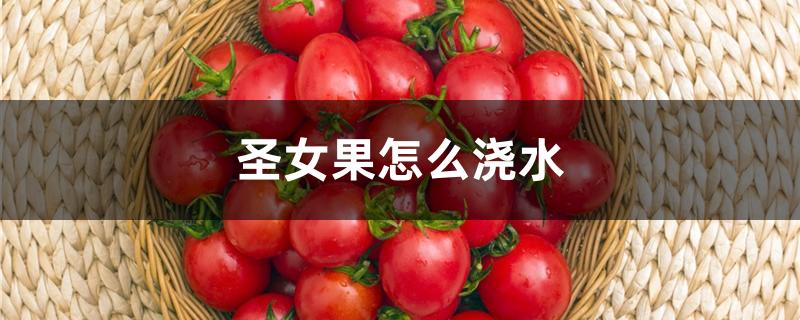 圣女果怎么浇水