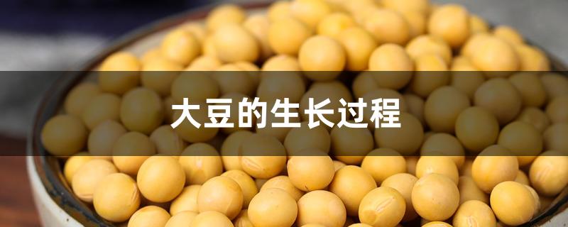 大豆的生长过程