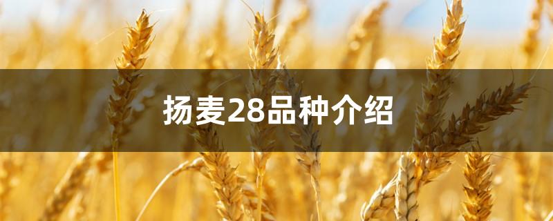 扬麦28品种介绍