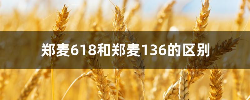 郑麦618和郑麦136的区别