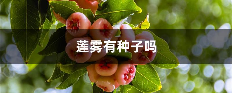 莲雾有种子吗