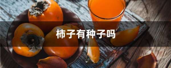 柿子有种子吗