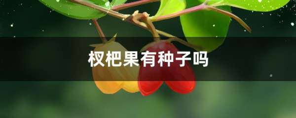 杈杷果有种子吗