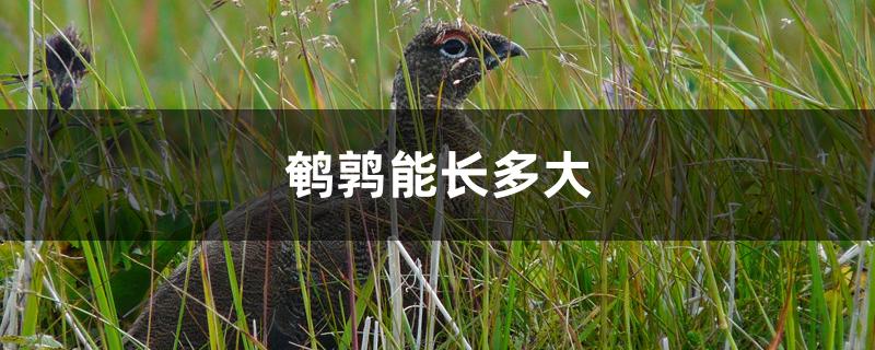 鹌鹑能长多大