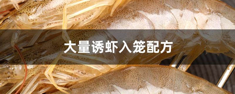 大量诱虾入笼配方