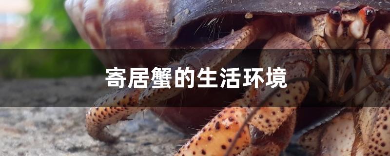 寄居蟹的生活环境