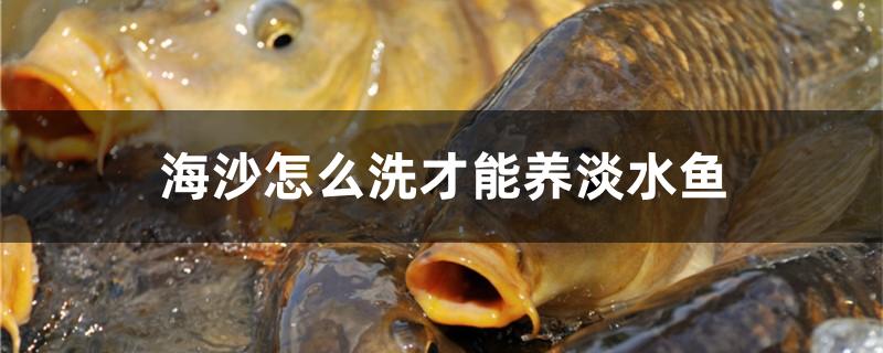 海沙怎么洗才能养淡水鱼
