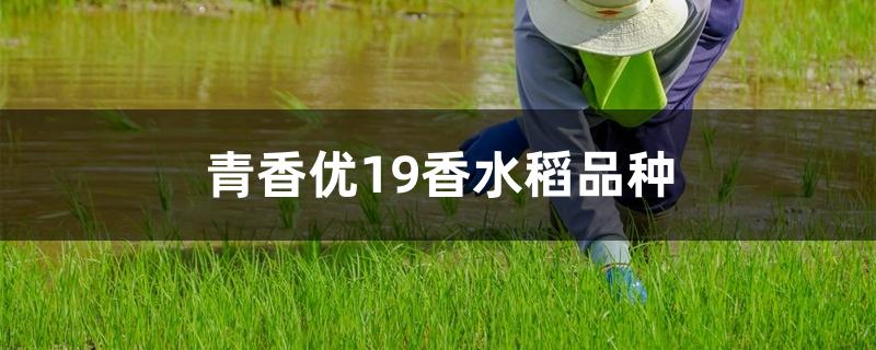 19香水稻图片