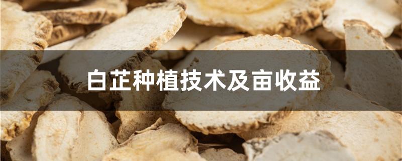 白芷种植技术及亩收益