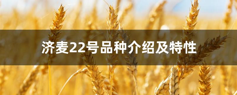 济麦22号品种介绍及特性