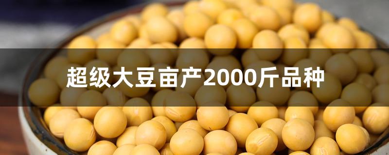 高产大豆新品种千斤王图片