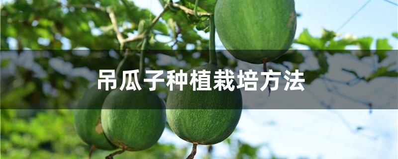 吊瓜子种植栽培方法