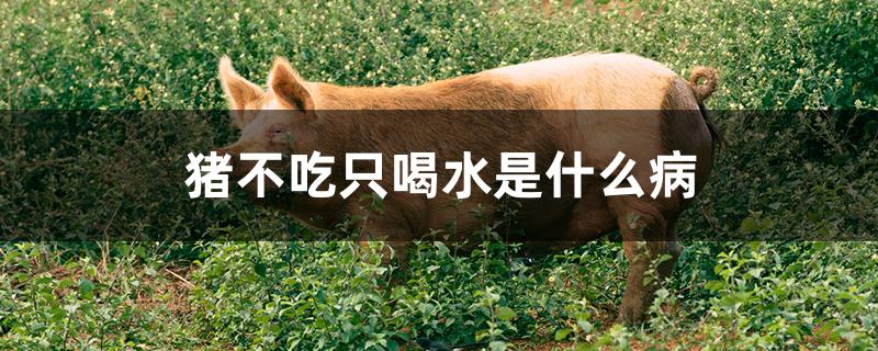猪不吃只喝水是什么病