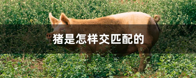 猪是怎样交匹配的
