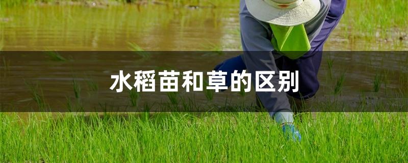 水稻苗和草的区别