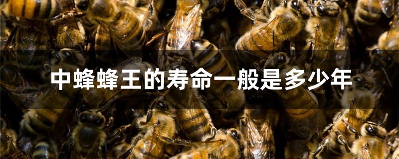 蜂王一般有多大 蜂王一般有多大的个头