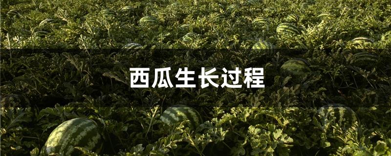 西瓜生长过程