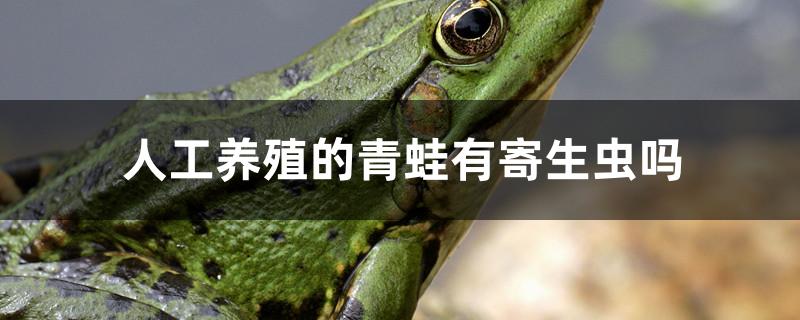 动物细胞培养是动物_水蚤是什么动物_水蚤与剑水蚤的区别