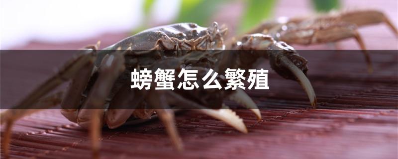 螃蟹怎么繁殖