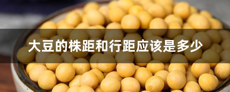 大豆的株距和行距应该是多少