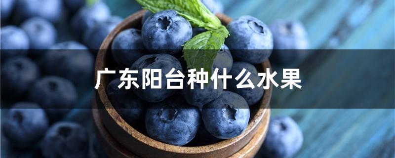广东阳台种什么水果