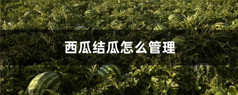 西瓜结瓜怎么管理