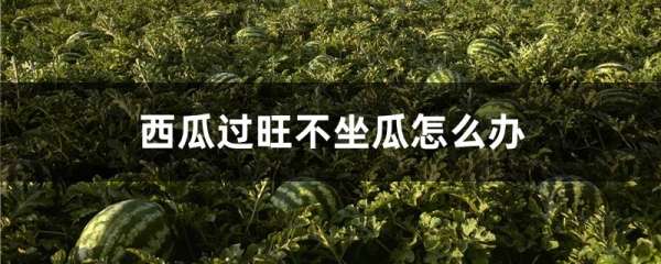 西瓜过旺不坐瓜怎么办