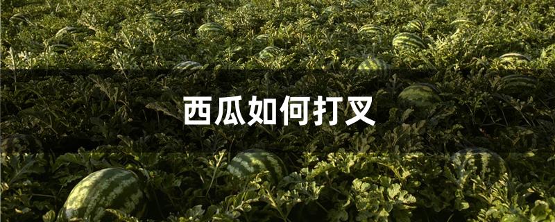 西瓜如何打叉