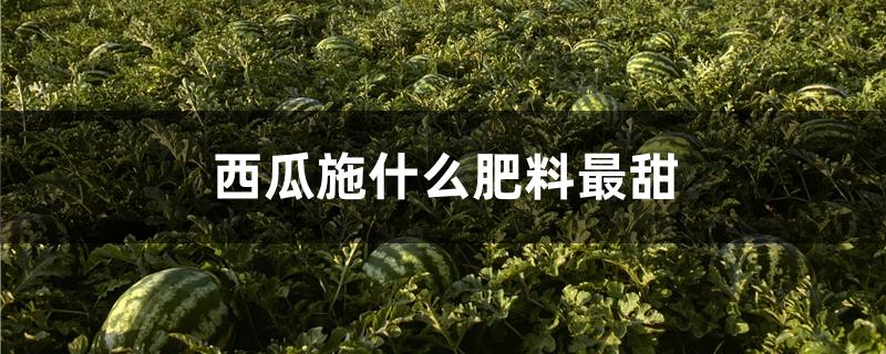 西瓜施什么肥料最甜