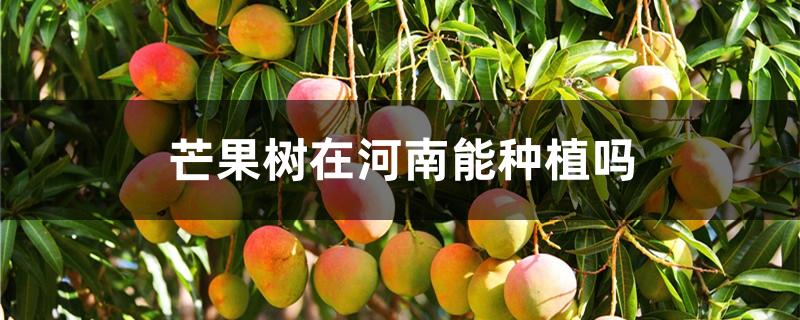 芒果树在河南能种植吗